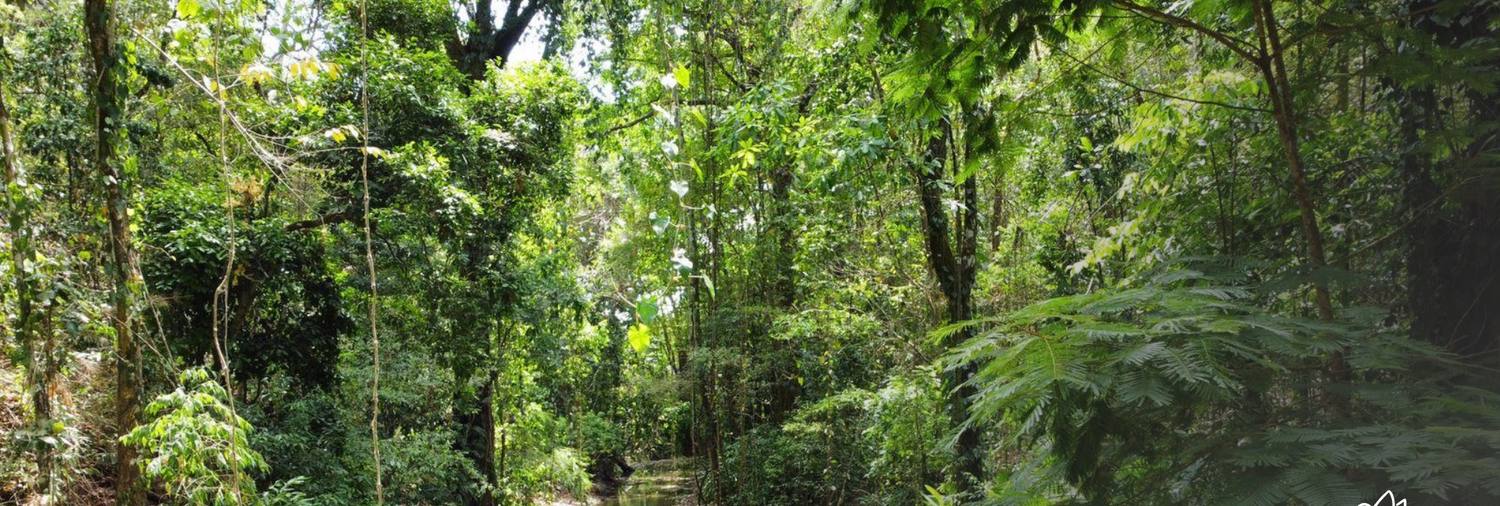 The village stream running through the jungle